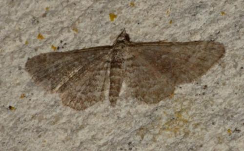 Réf. 230 606 : Gymnoscelis rufifasciata